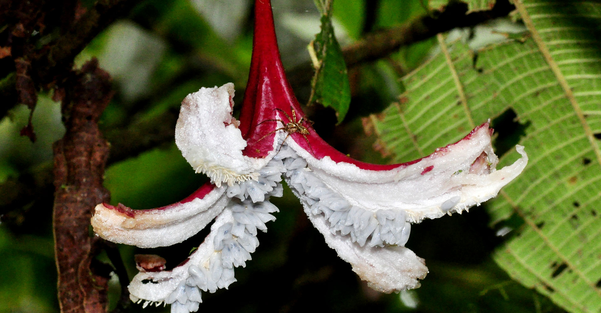 Passiflora costaricensis