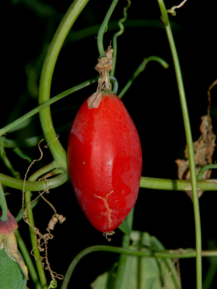 Passiflora gracilis
