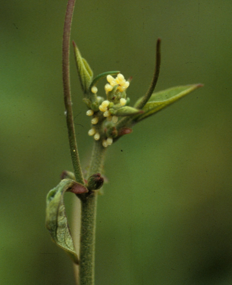 Heliconius sara en Passiflora auriculata