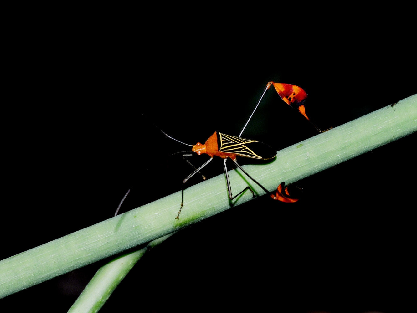 Taller de insectos, pequeños gigantes