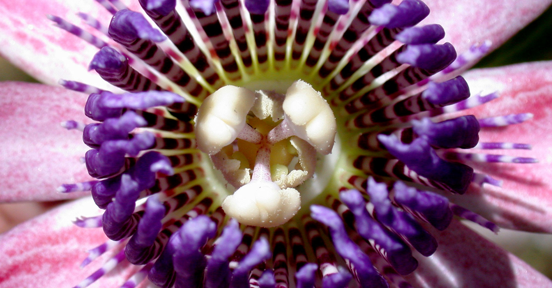 Passiflora ambigua