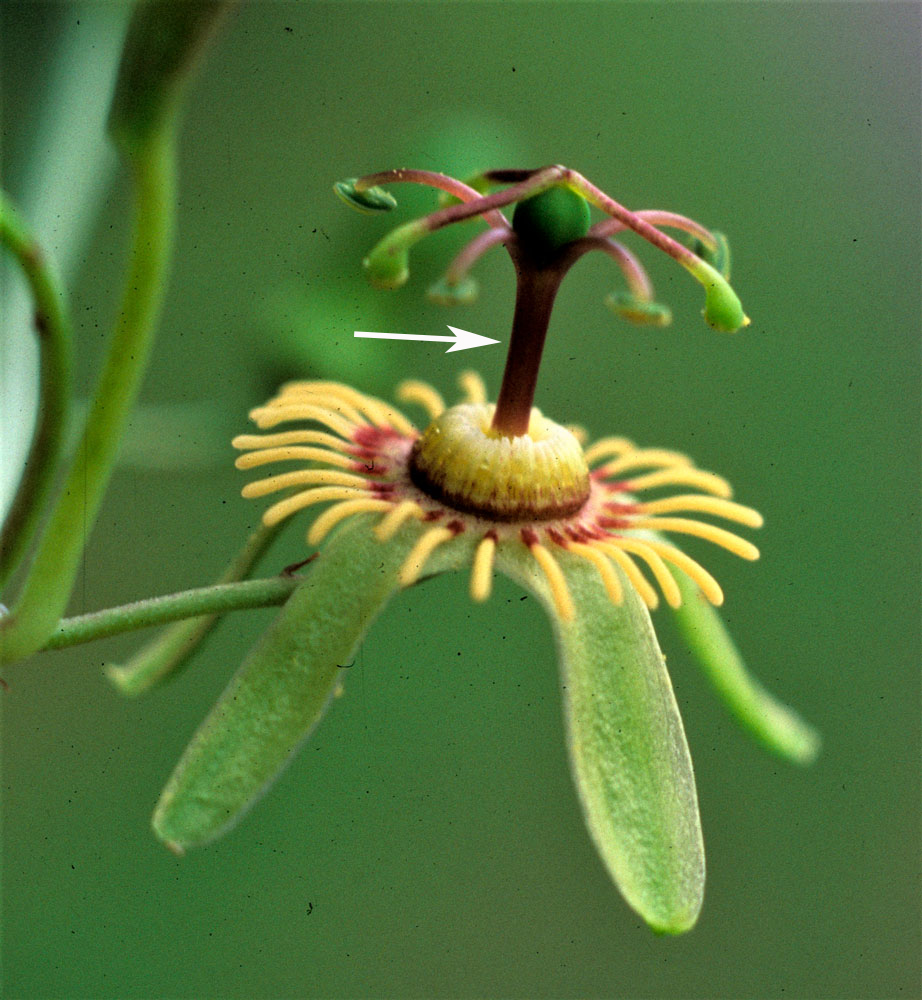 Passiflora apetala