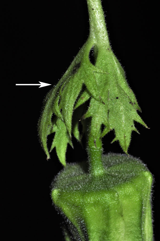 Foliáceas: Passiflora adenopoda