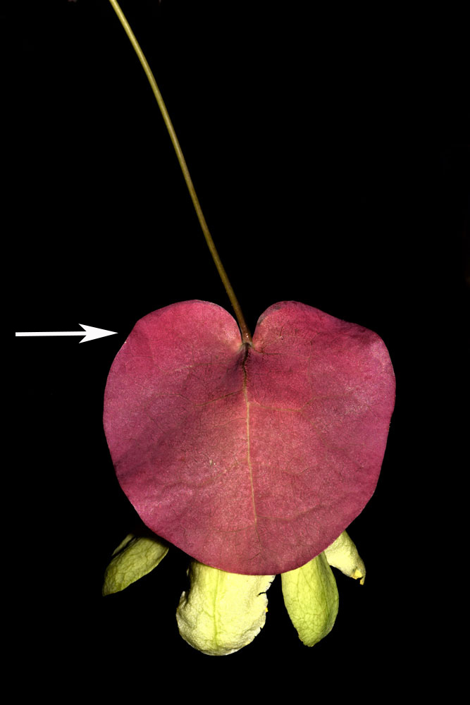 Foliáceas: Passiflora membranacea