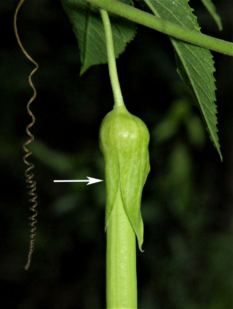 Foliáceas: Passiflora tarwiniana