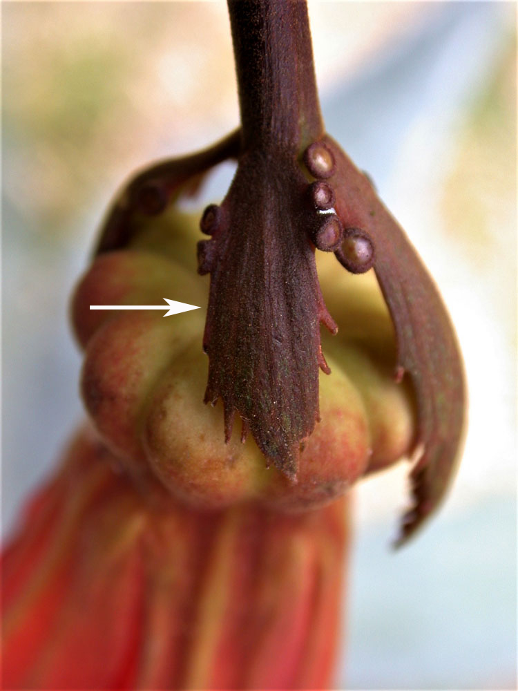 Foliáceas: Passiflora vitifolia