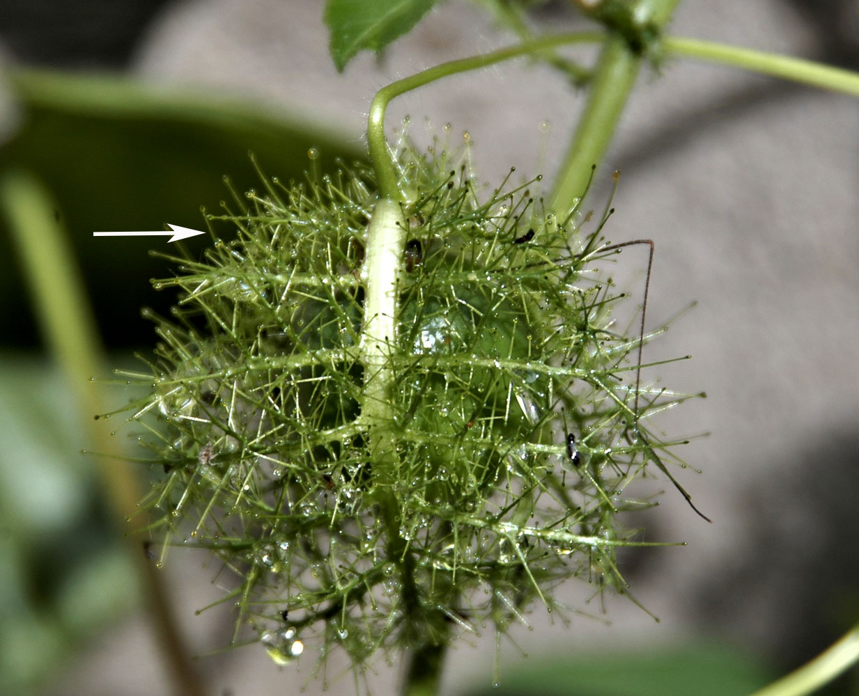 Pinnatifidas: Passiflora foetida