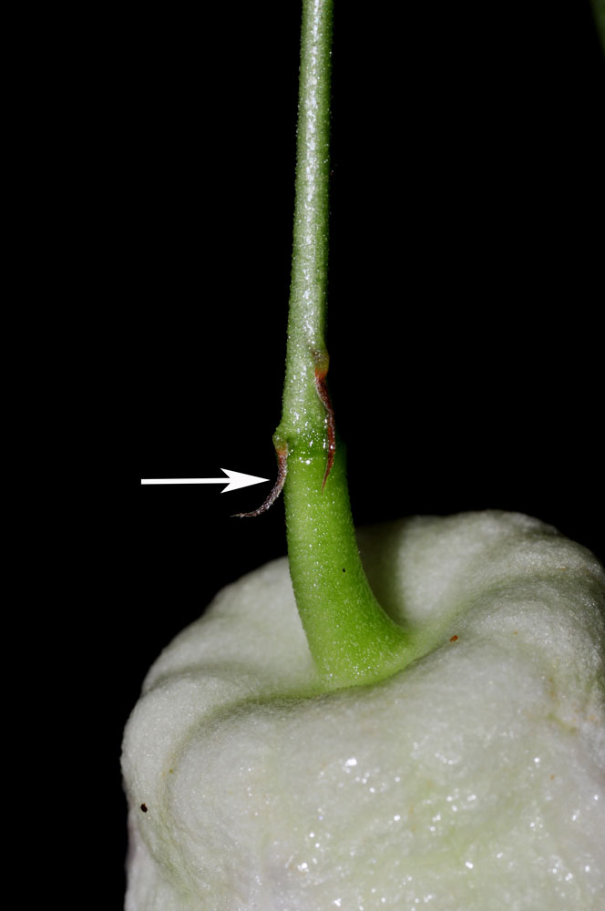 Setáceas: Passiflora talamancensis