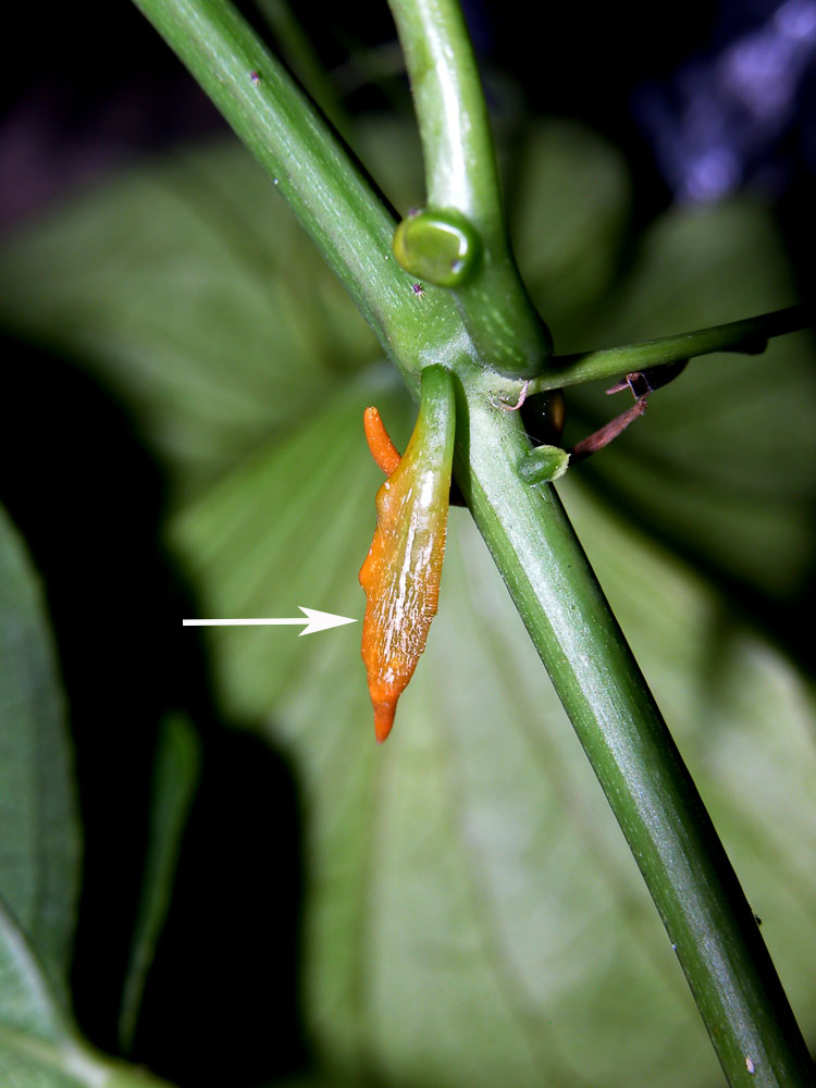 Linear-glandulares: Passiflora platyloba