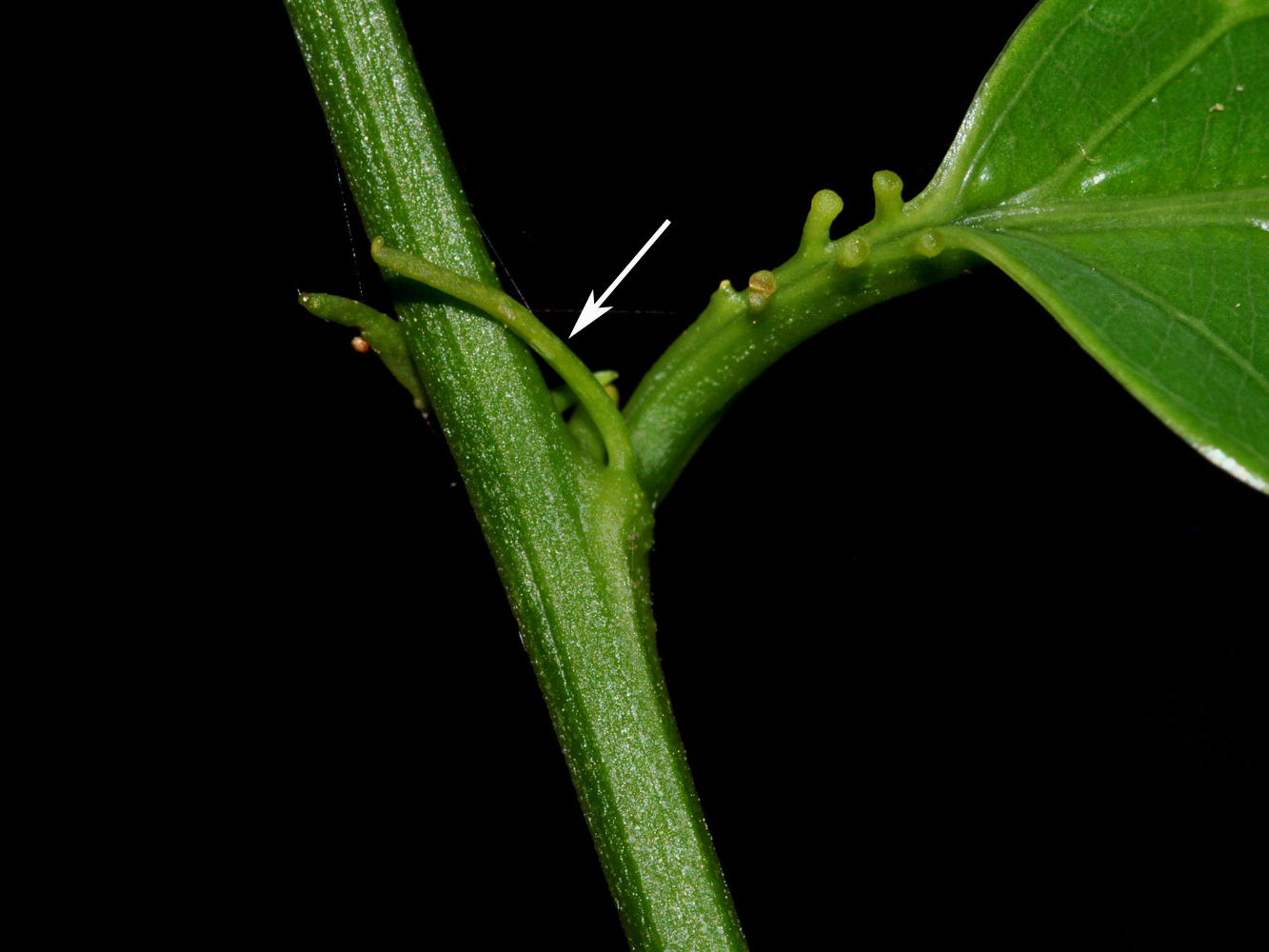 Lineares: Passiflora soliana