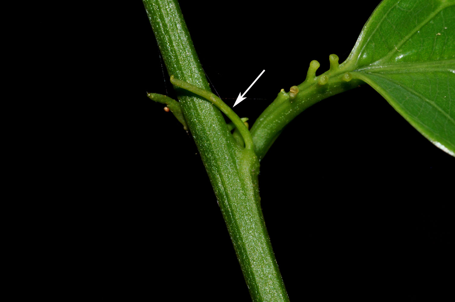 Lineares: Passiflora soliana