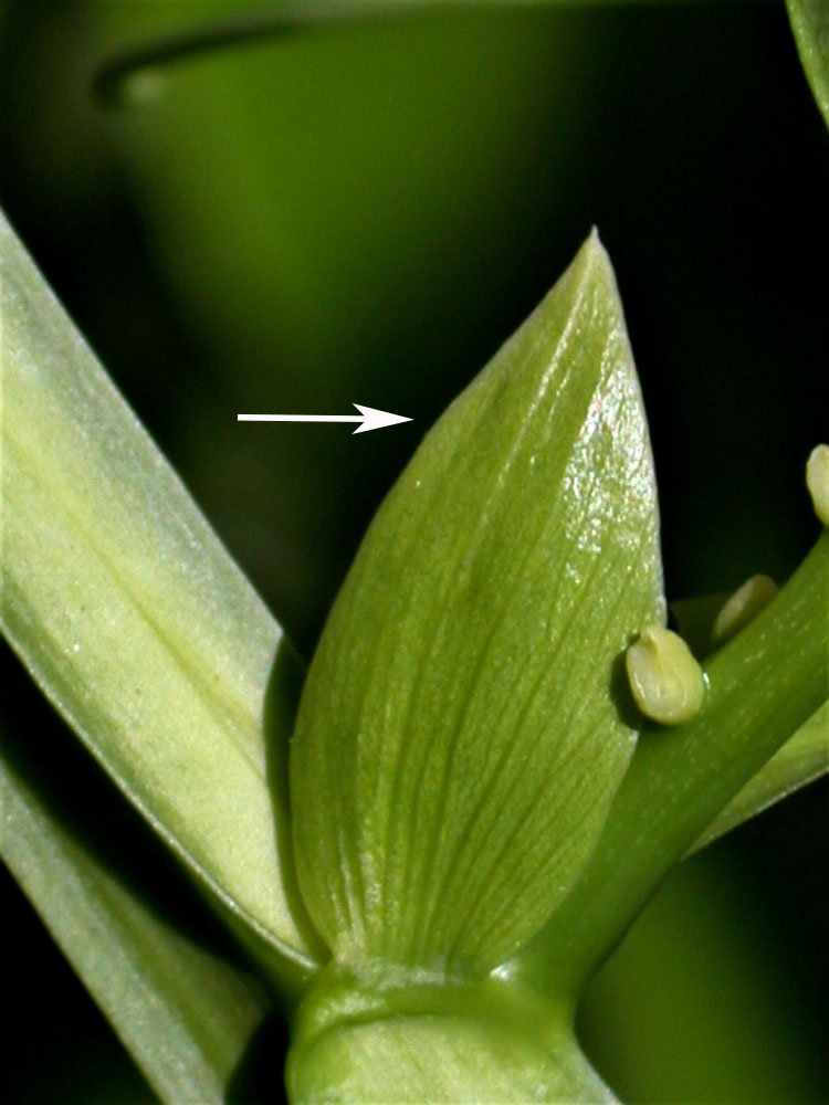 Oblongo-foliáceas: Passiflora quadrangularis