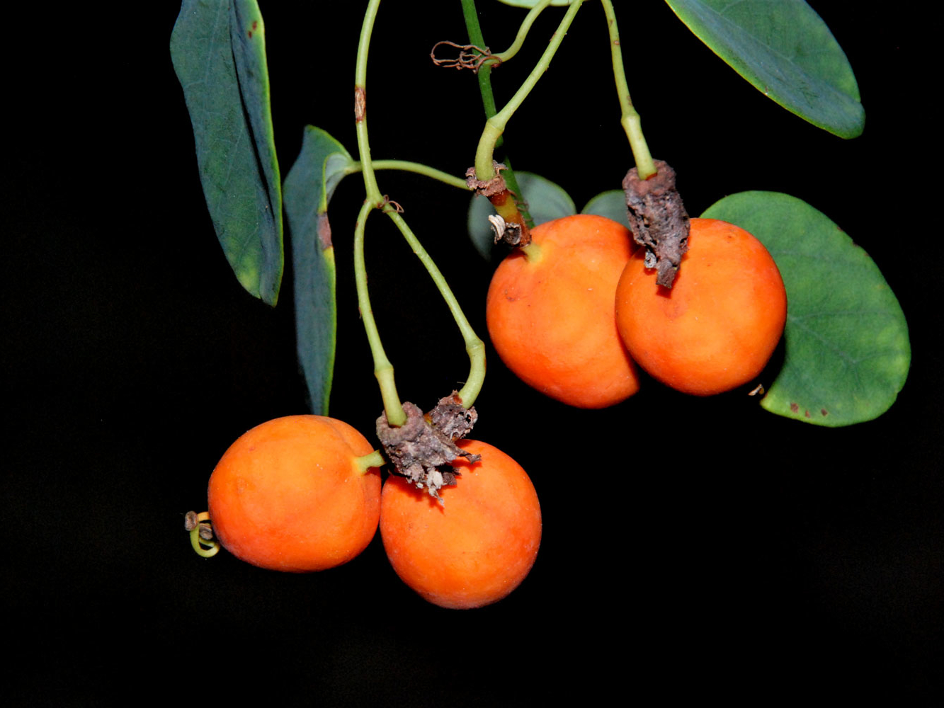 Passiflora arbelaezii