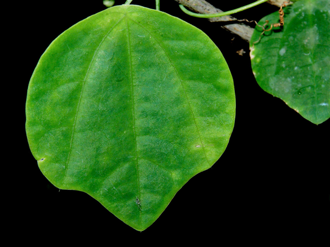 Trilobulada: Passiflora guatemalensis