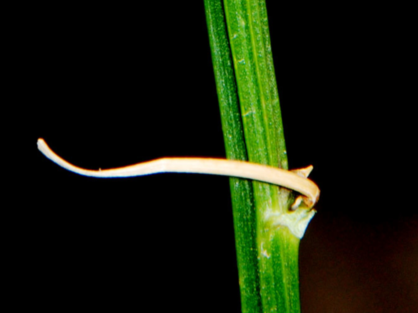 Angulados: Passiflora biflora