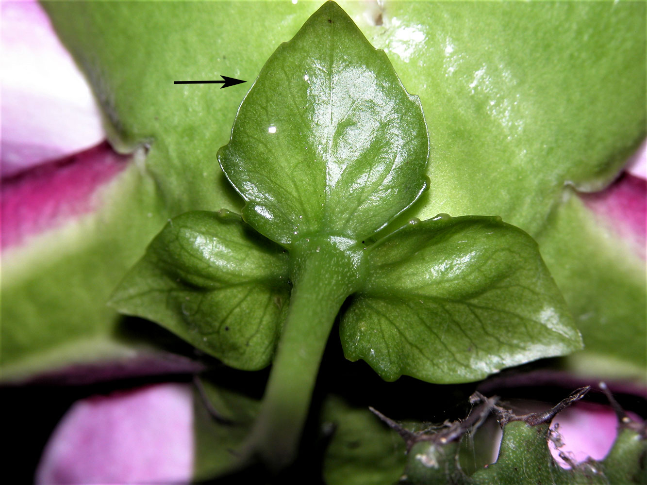Brácteas: Passiflora alata