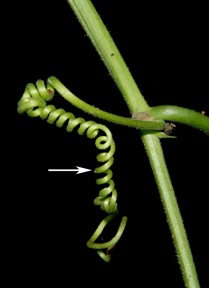 Zarcillos: Passiflora adenopoda