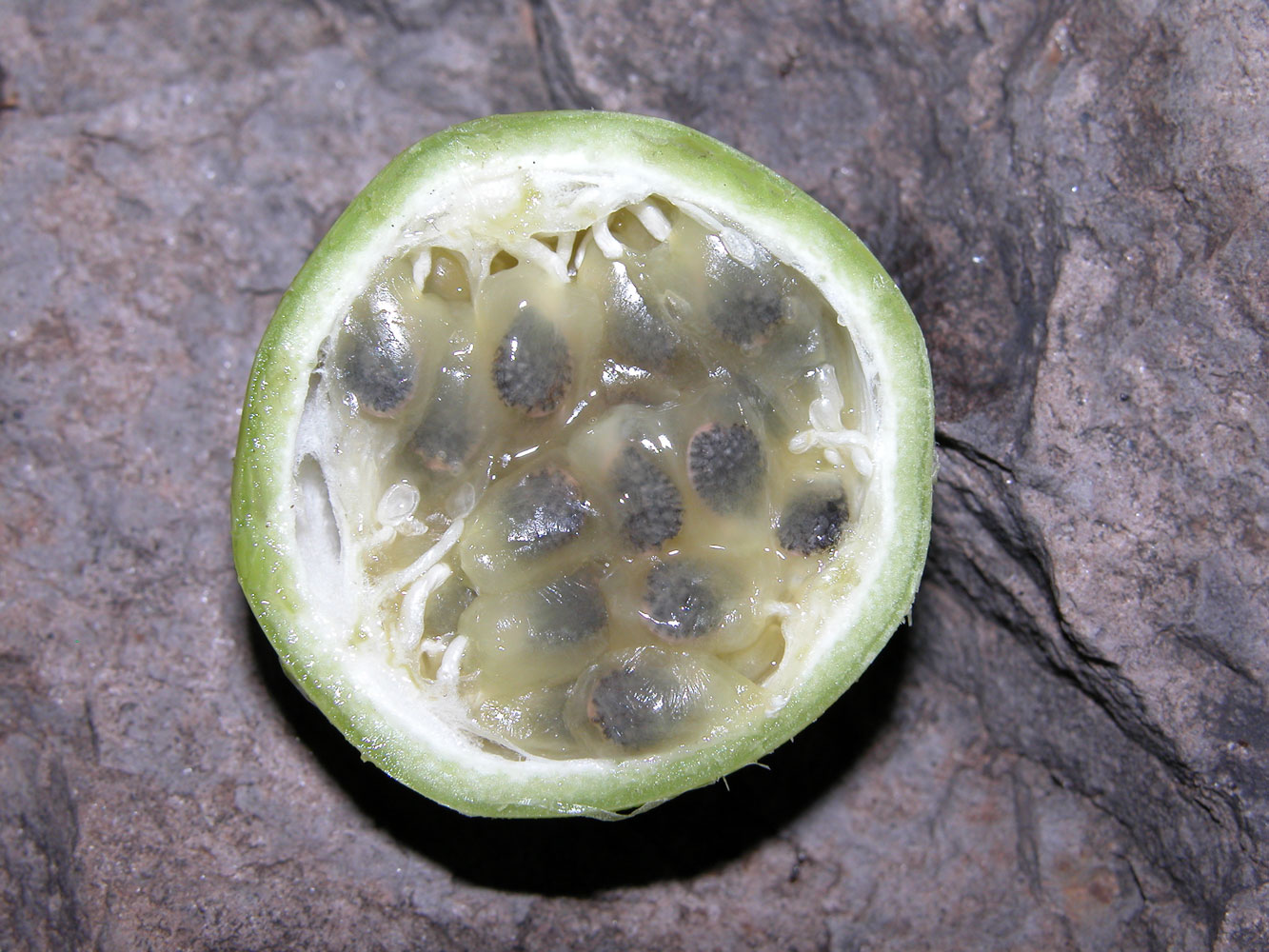 Passiflora platyloba