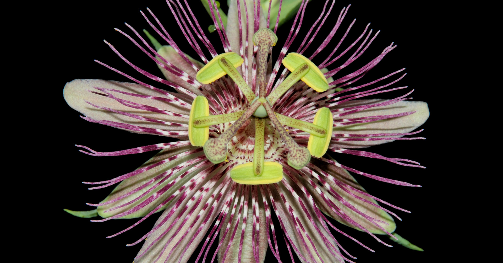 Passiflora oerstedii