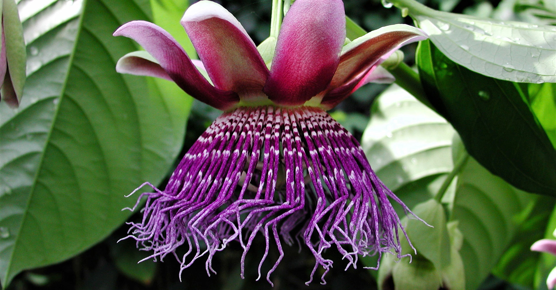 Passiflora quadrangularis