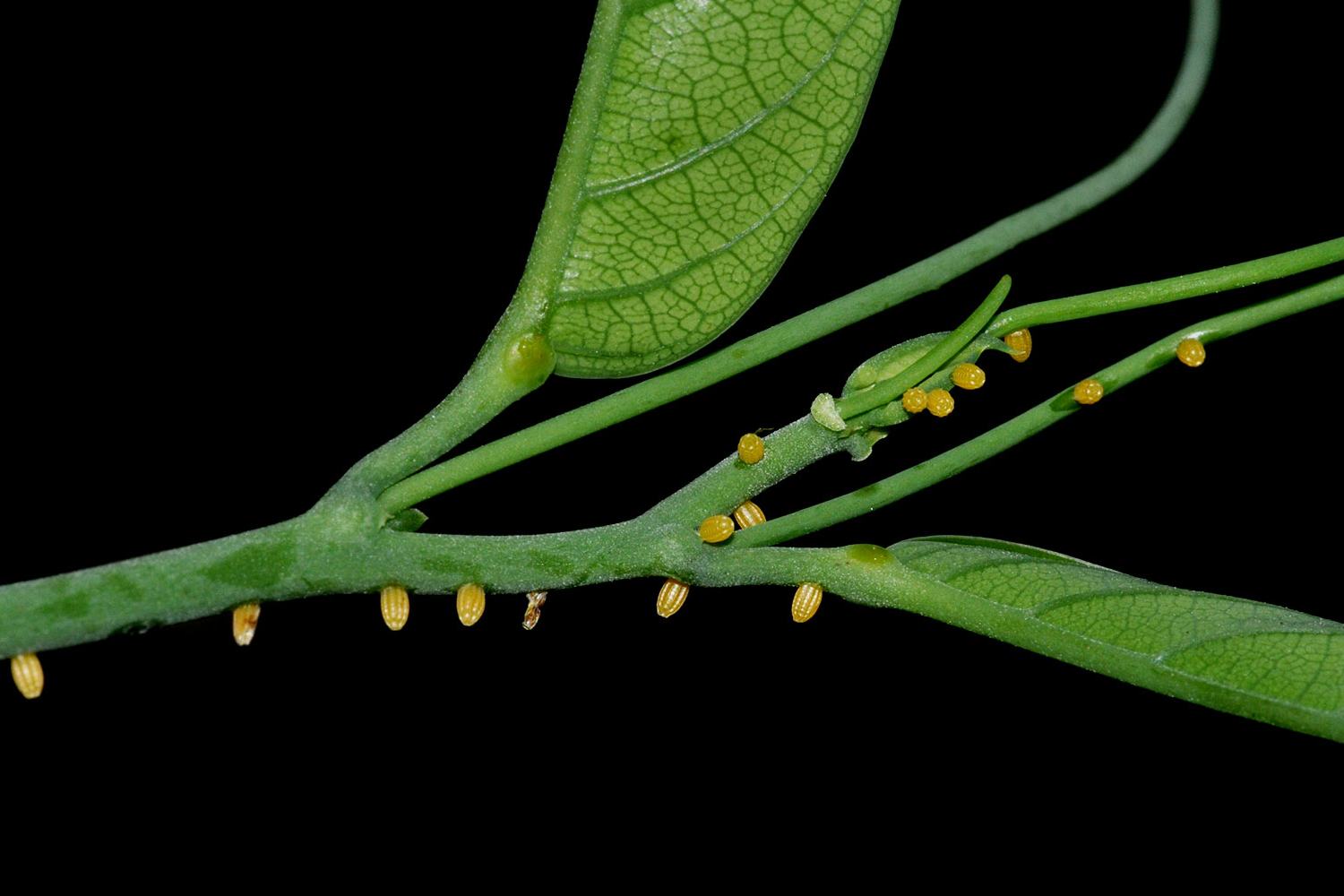 Passiflora pittieri