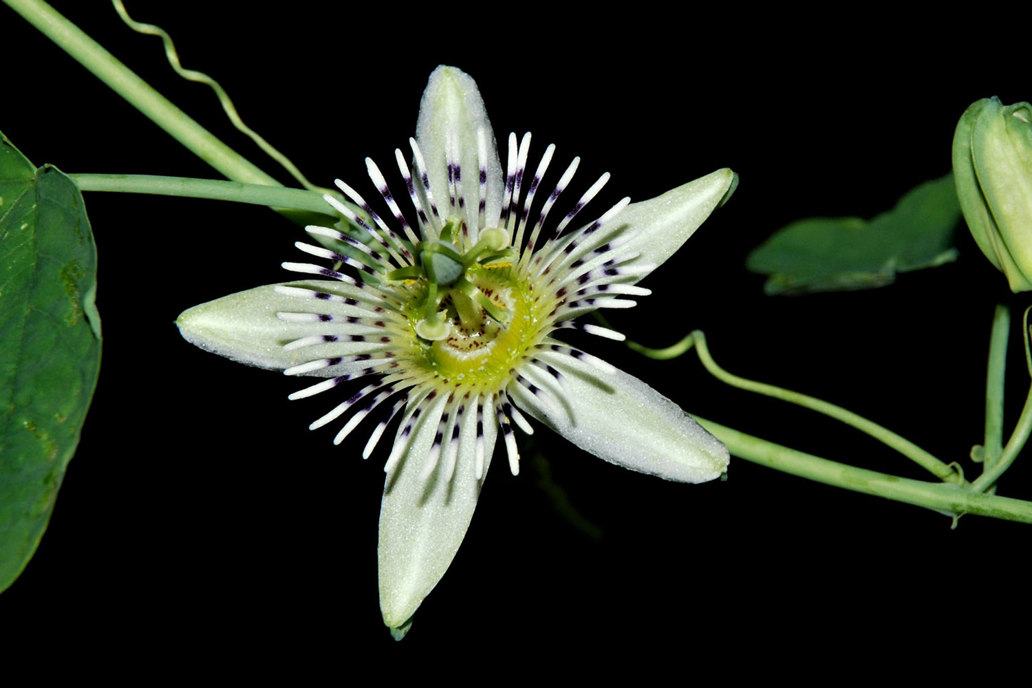 Passiflora gracilis