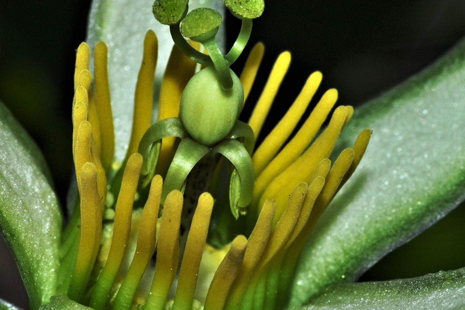 Passiflora megacoriacea