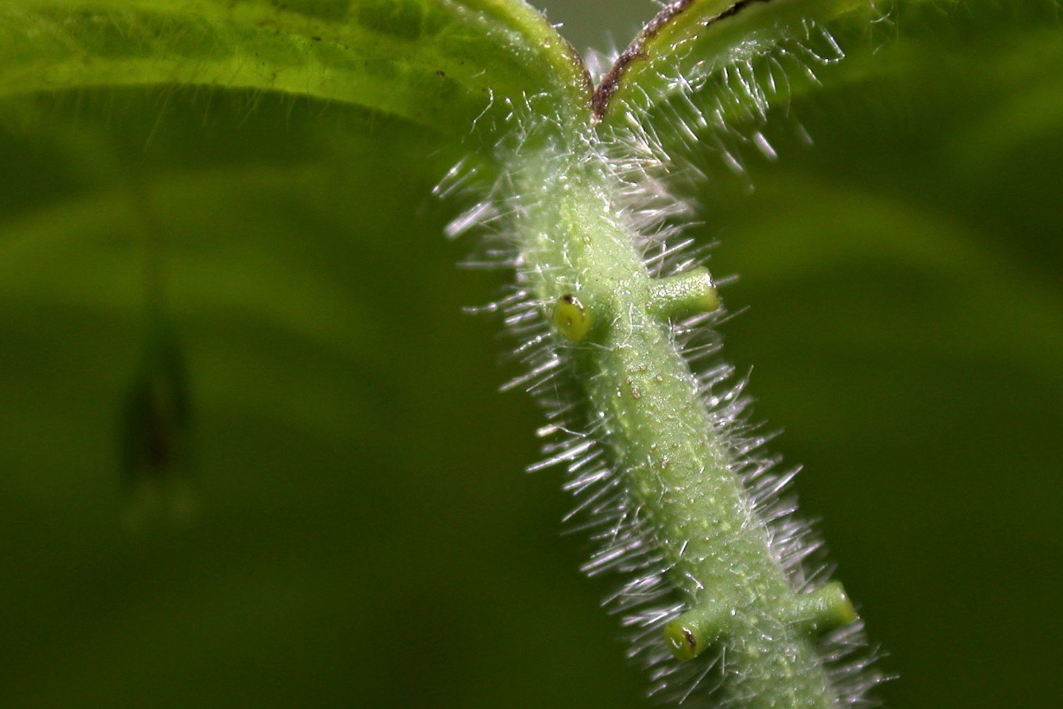 Passiflora menispermifolia