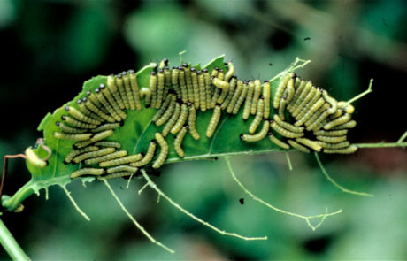 Laparus doris en Passiflora ambigua