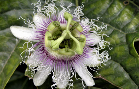 Passiflora edulis