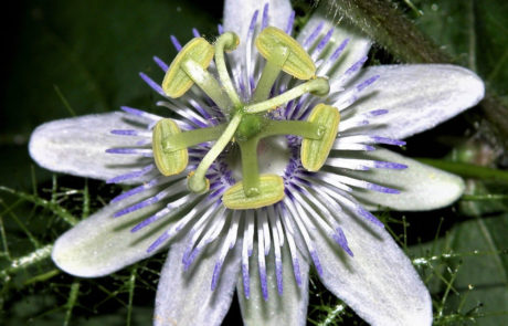 Passiflora foetida