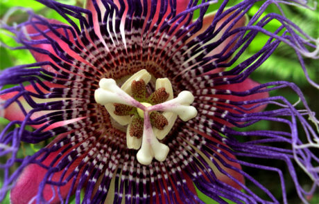 Passiflora quadrangularis