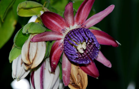 Passiflora ambigua