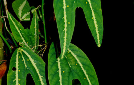 Passiflora boenderi