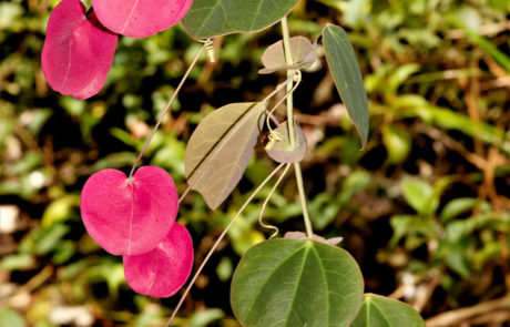 Passiflora membranacea