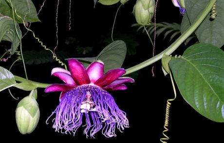 Passiflora quadrangularis