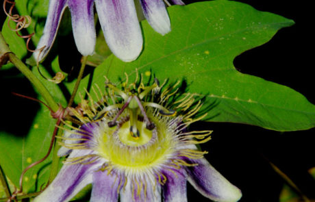 Passiflora standleyi